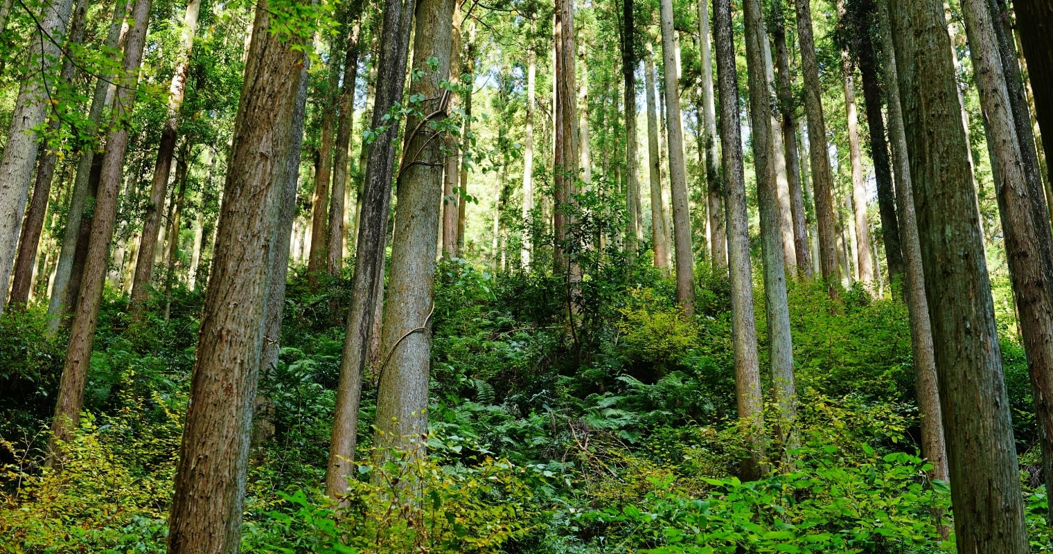 森林樹木イメージ